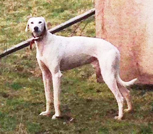 Can you give Found Lurcher a new home