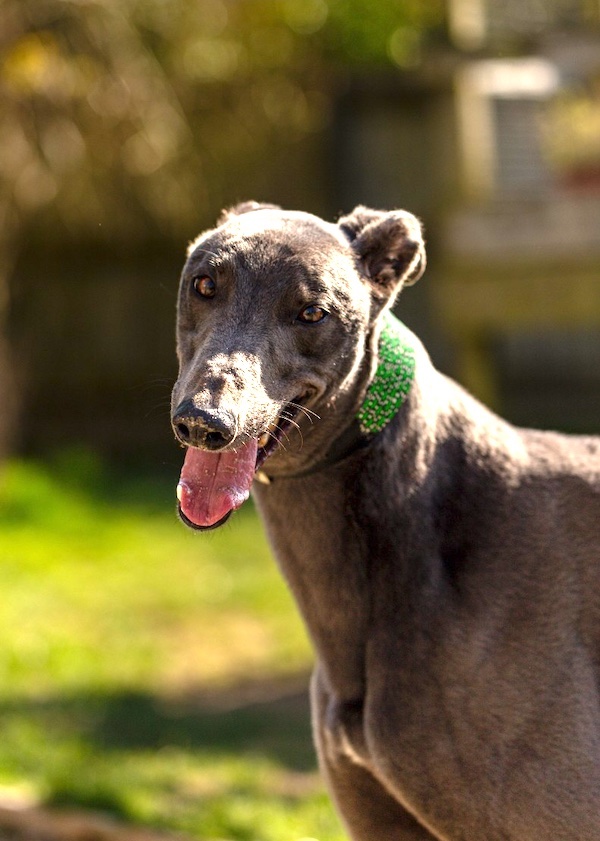 Barry who is a Greyhound