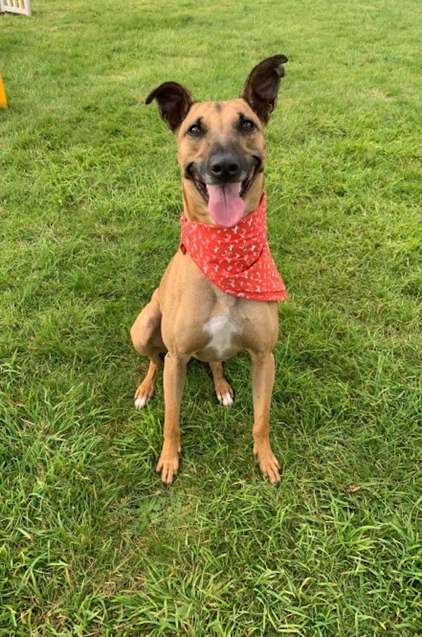 Basil who is a Lurcher