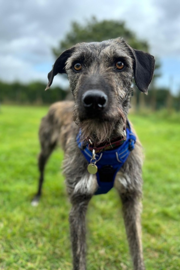 Bingo who is a Lurcher