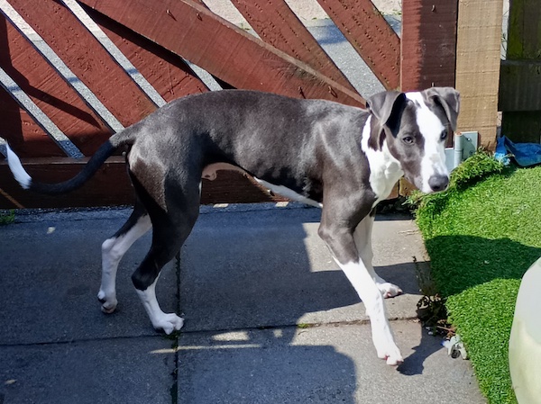 Blue who is a Lurcher