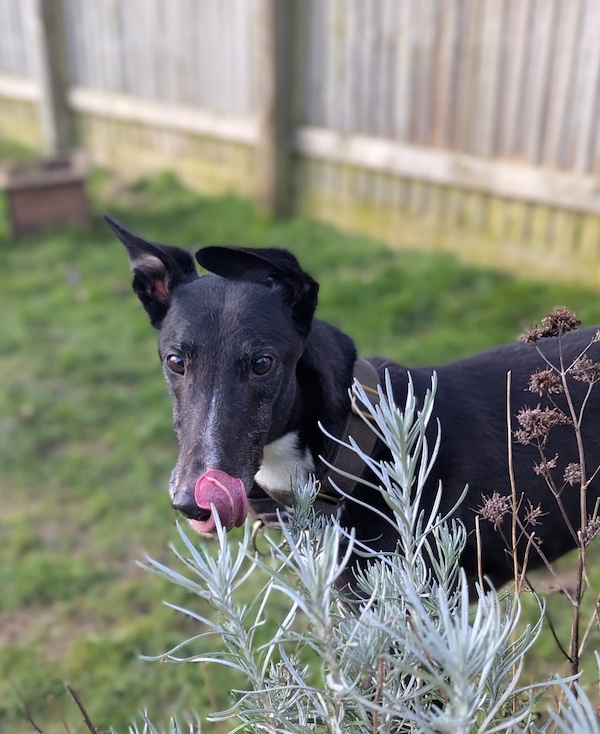 Bonny Boy who is a Greyhound