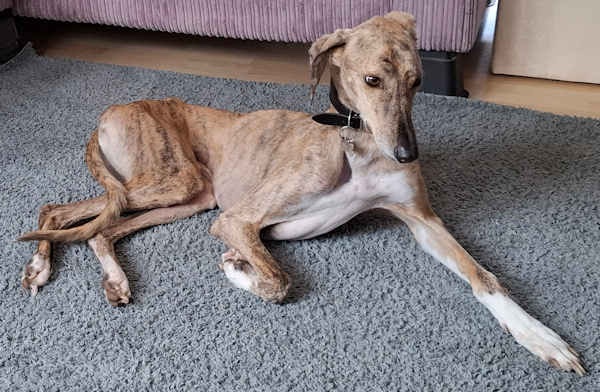 Caleb who is a Lurcher