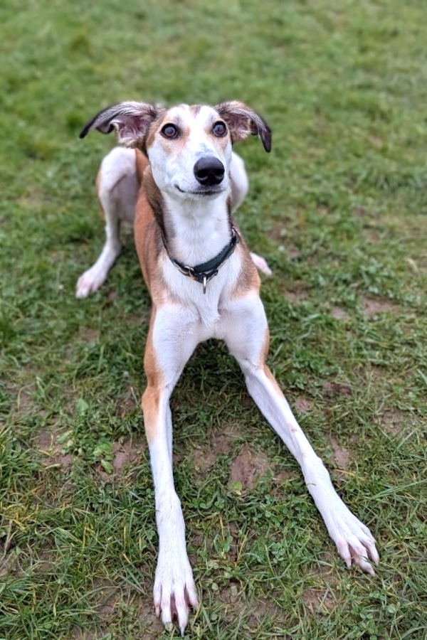 Chess who is a Lurcher