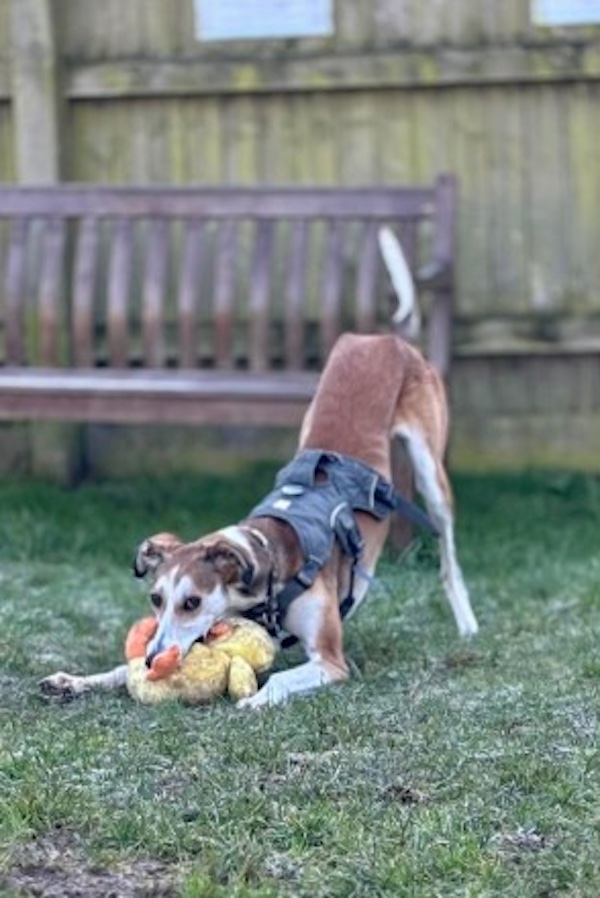 Chess who is a Lurcher