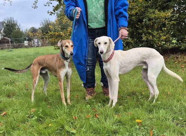 Chino who is a Lurcher