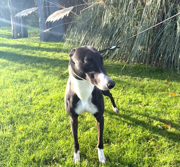 Danny who is a Greyhound