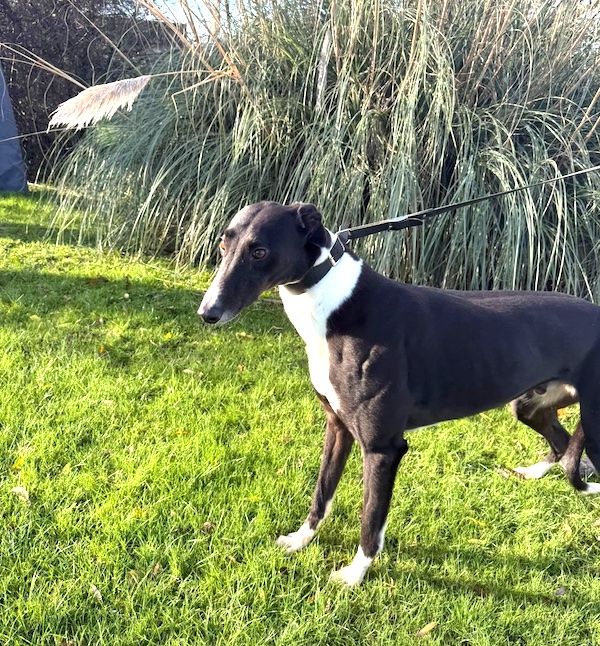 Danny who is a Greyhound