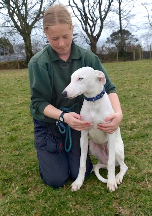 Flash who is a Lurcher