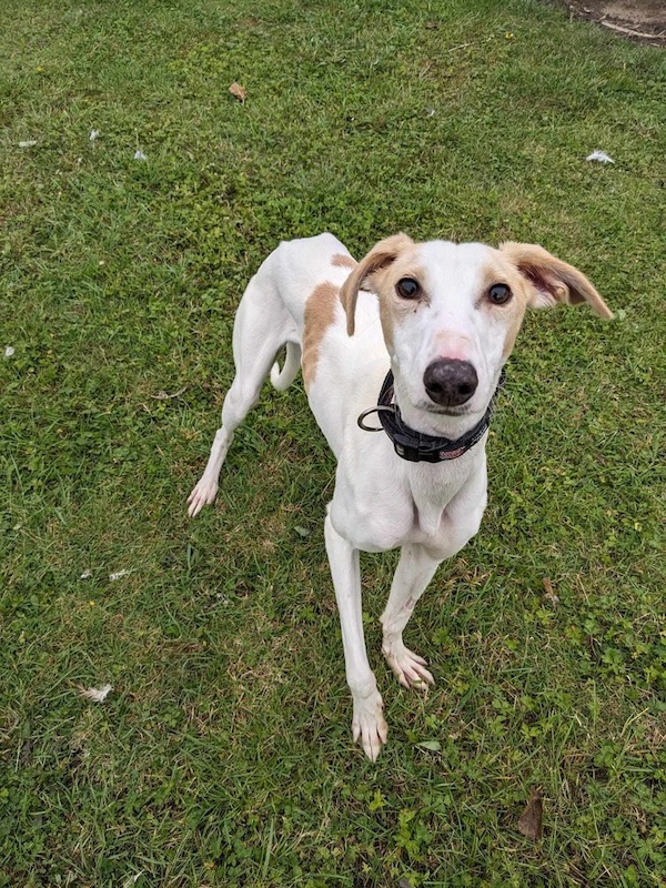 Grant who is a Lurcher