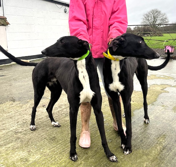 Marley and Hayden who is a Greyhound