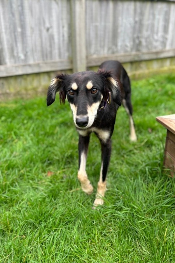 Jasper who is a Lurcher