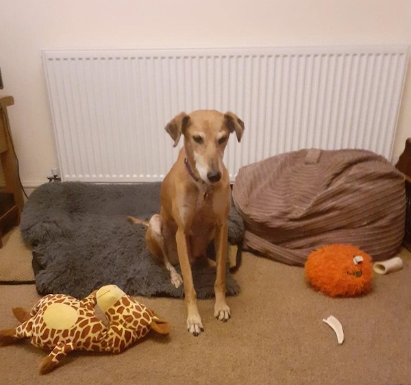 Jimmy who is a Lurcher