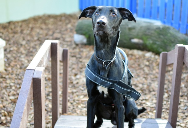 Larry who is a Lurcher