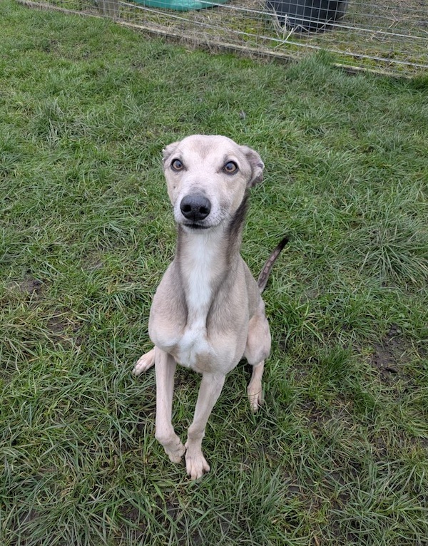 Can you give Lenny a new home