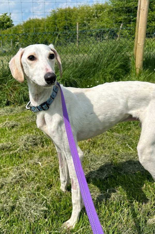 Lenny who is a Lurcher