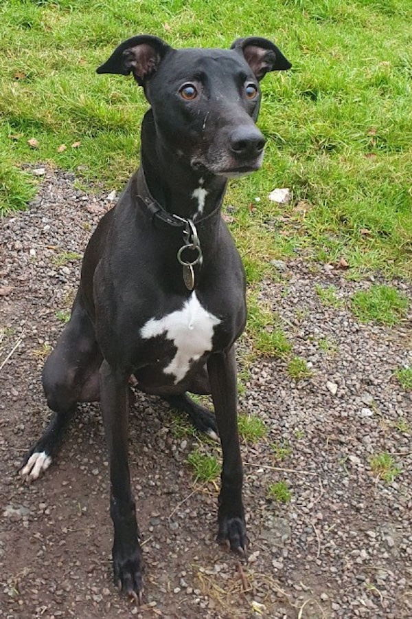 Loki who is a Lurcher