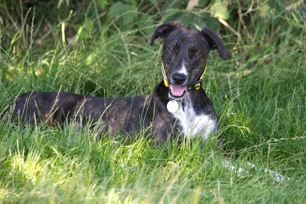 Lottie who is a Lurcher