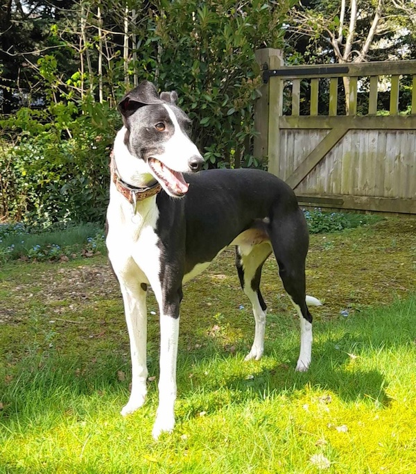 Marshall who is a Lurcher