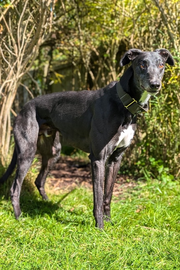 Mickey who is a Greyhound