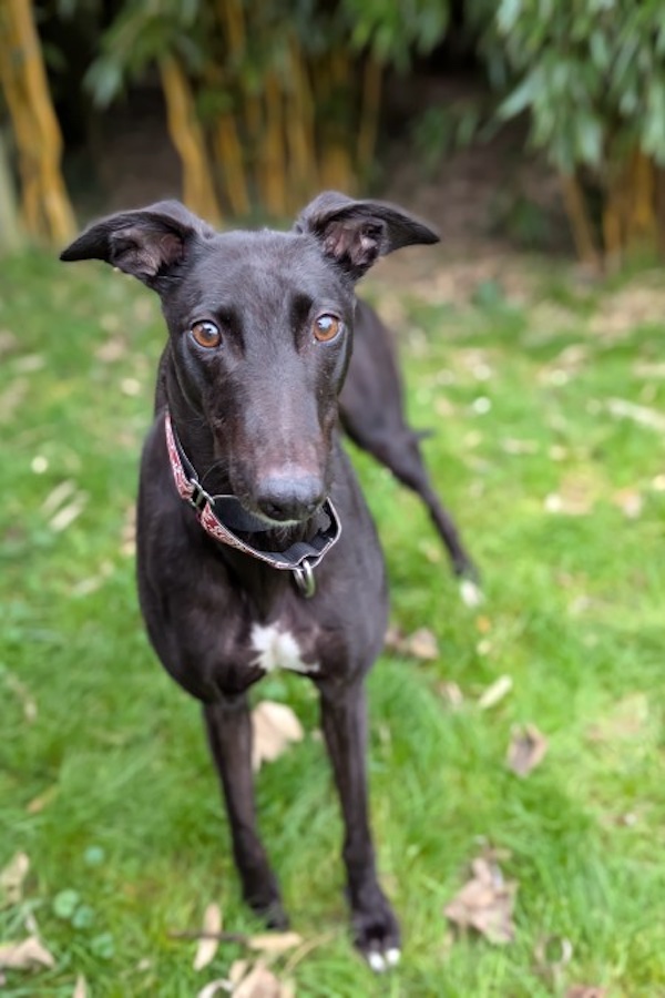 Minnie who is a Greyhound