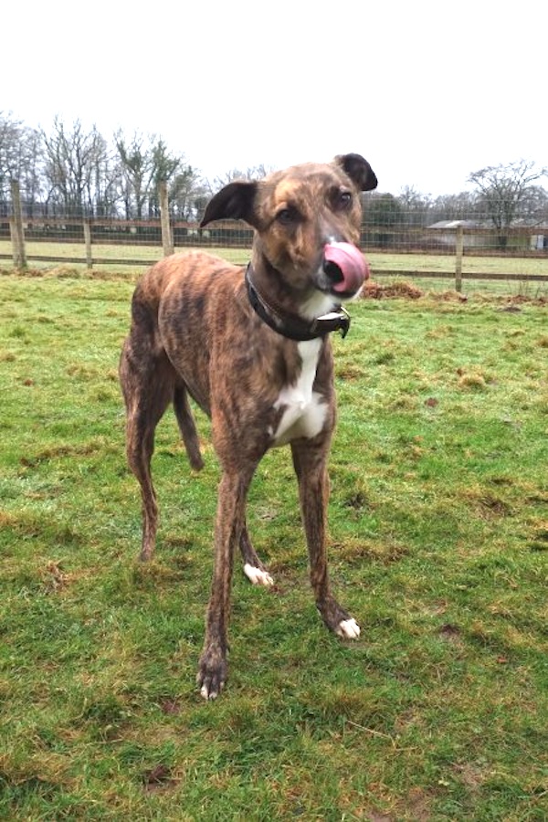 Monty who is a Lurcher