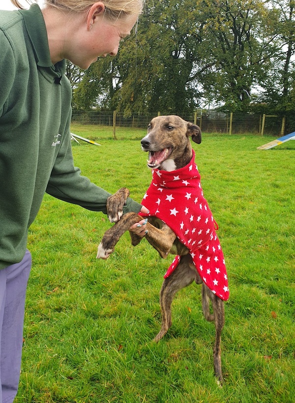 Monty who is a Lurcher