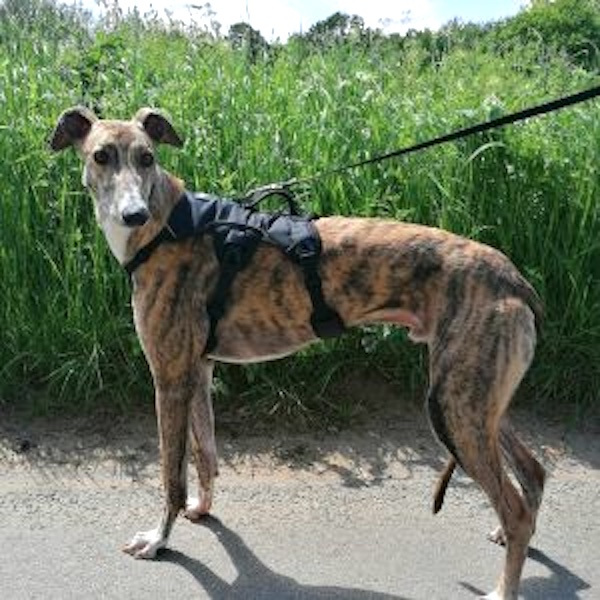 Olly who is a Greyhound