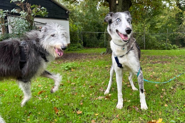 Paddy and Ruby who is a Lurcher