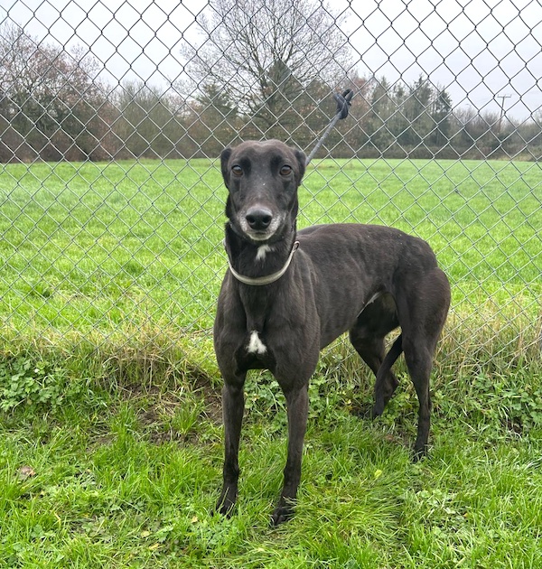 Pippa who is a Greyhound