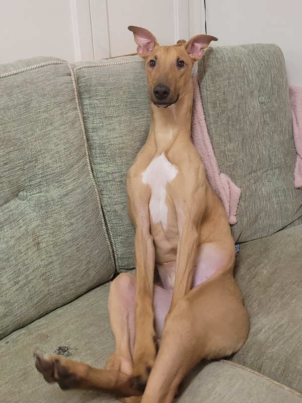 Roo who is a Lurcher