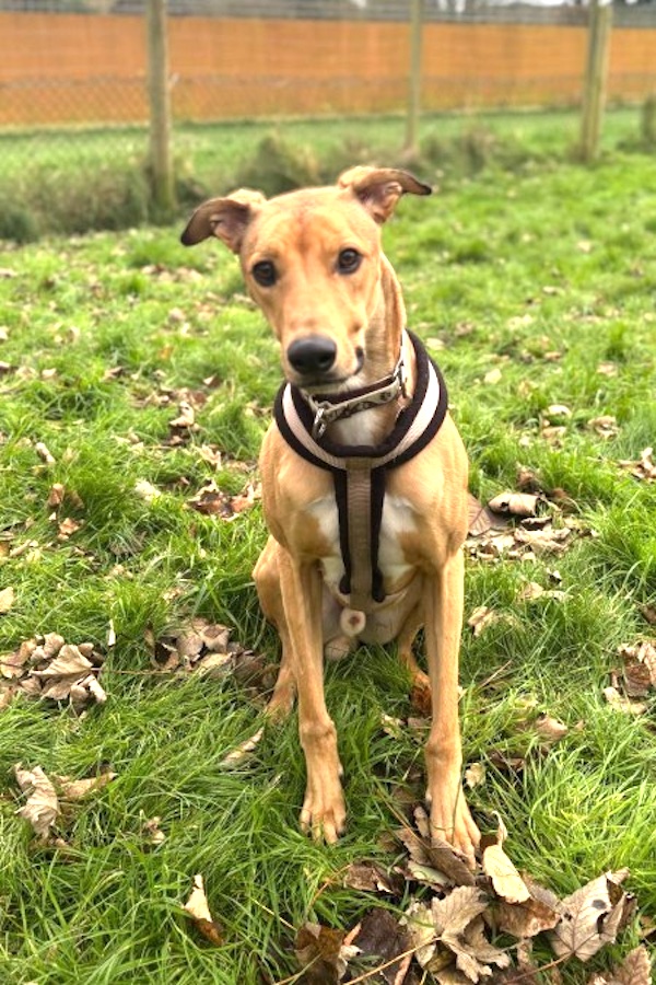 Stanley who is a Lurcher